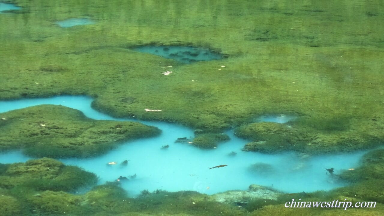 the Five-flower Lake Jiuzhaigou