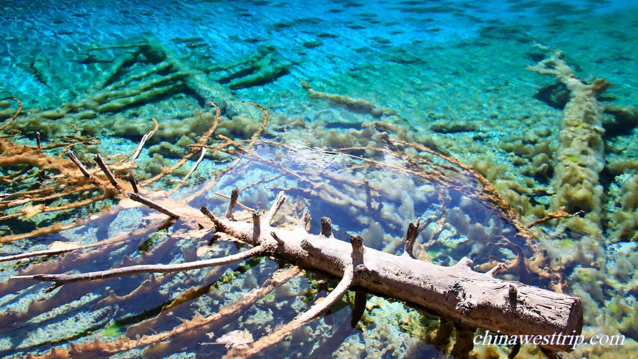 the Five-flower Lake Jiuzhaigou