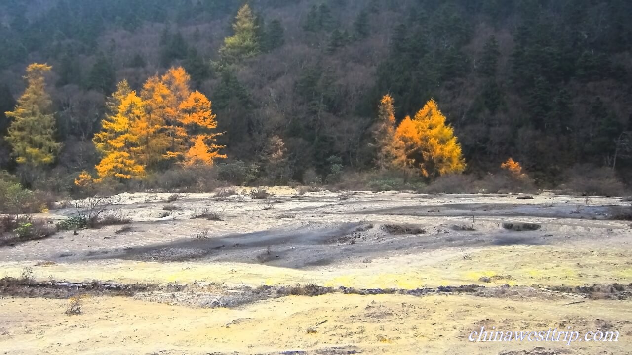 The Golden Shallow Stream