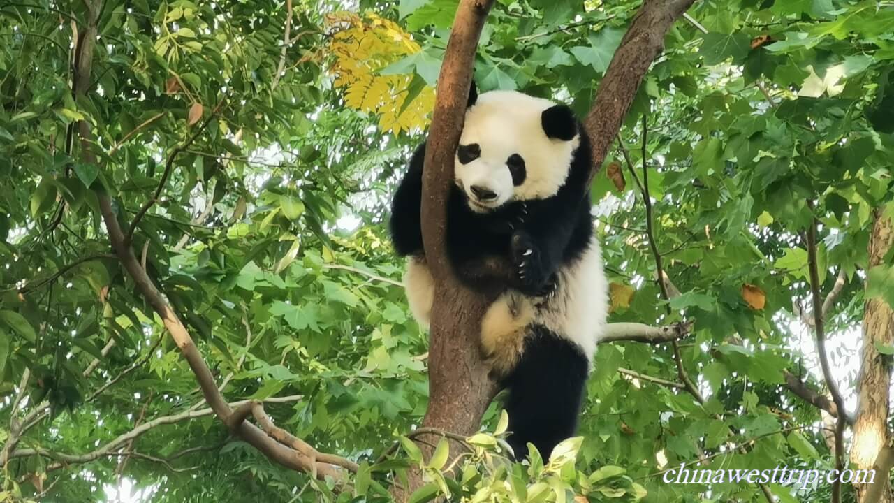 Giant Panda009.JPG