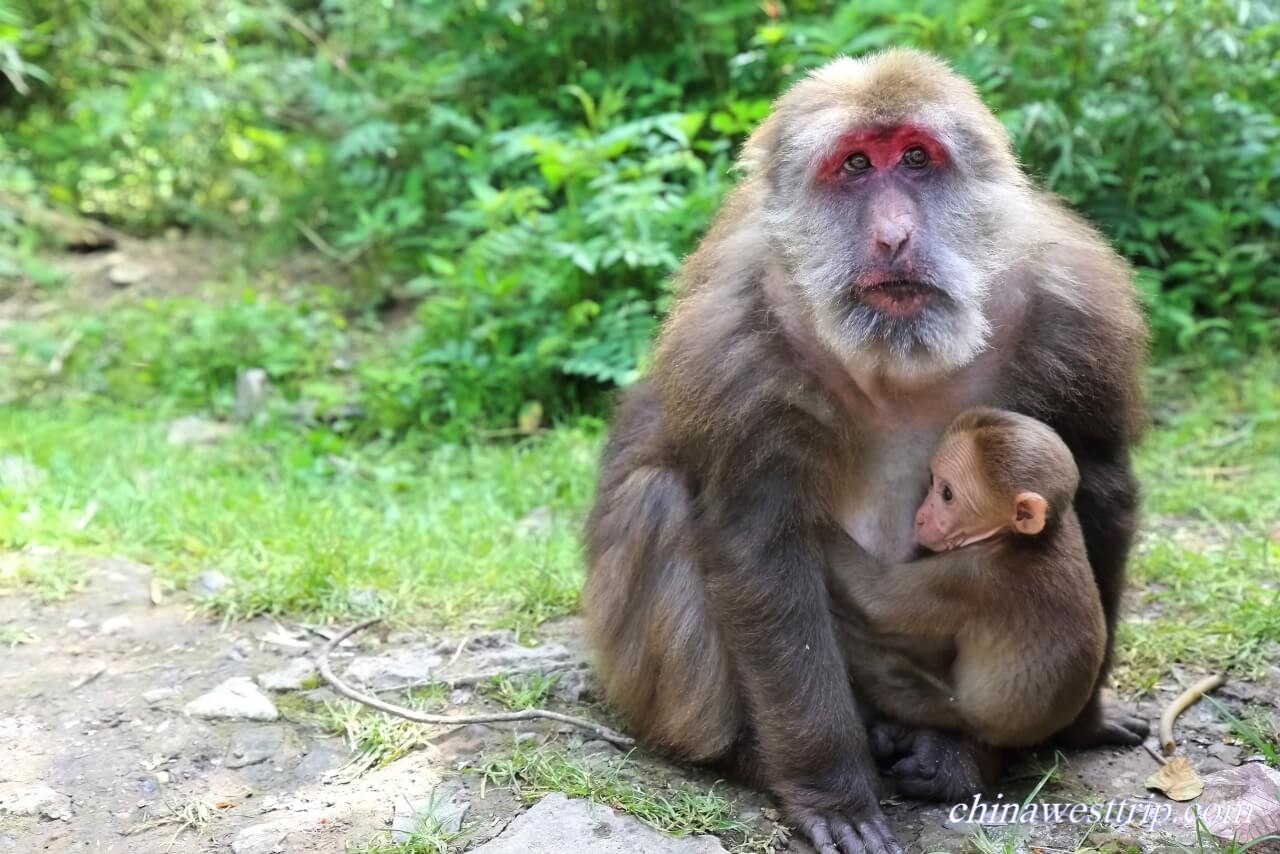 Emei Monkeys