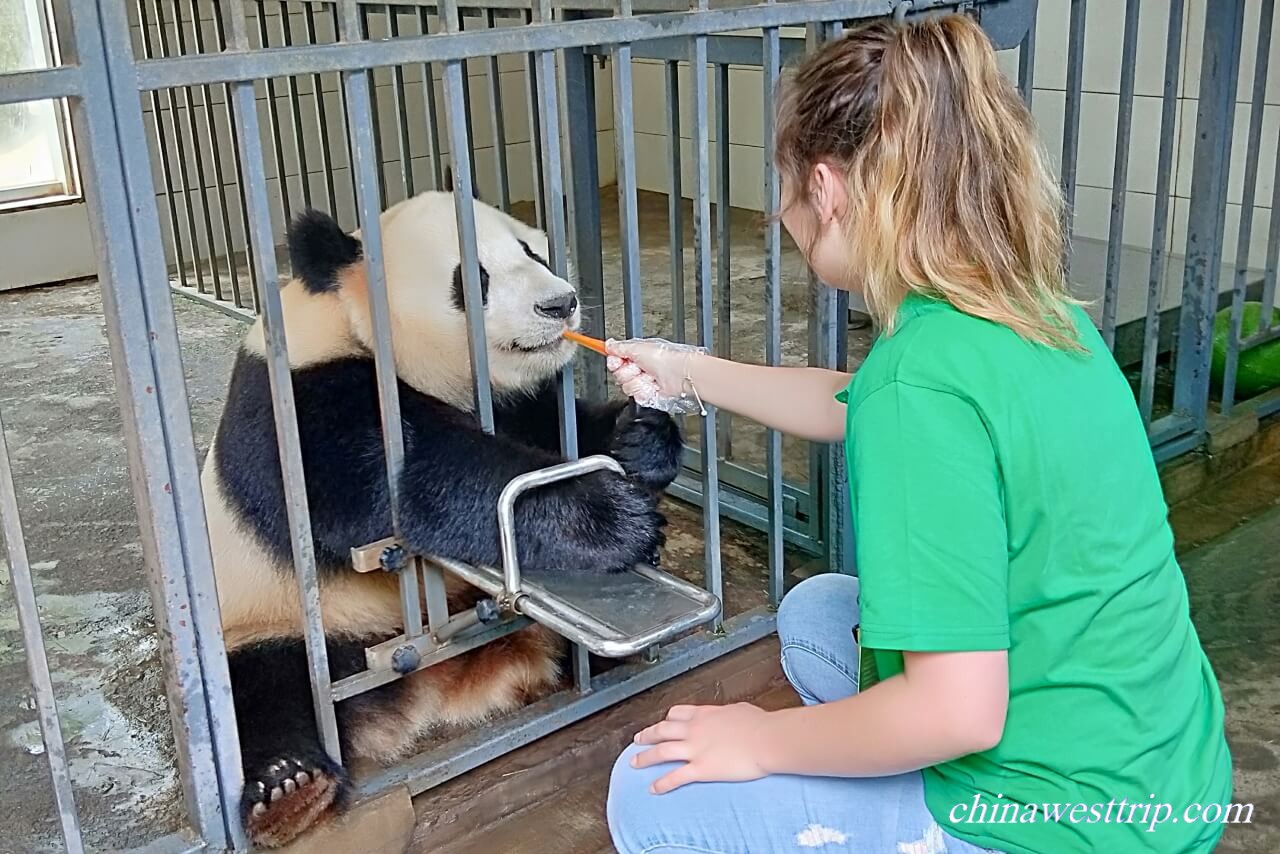 Feeding Giant Panda