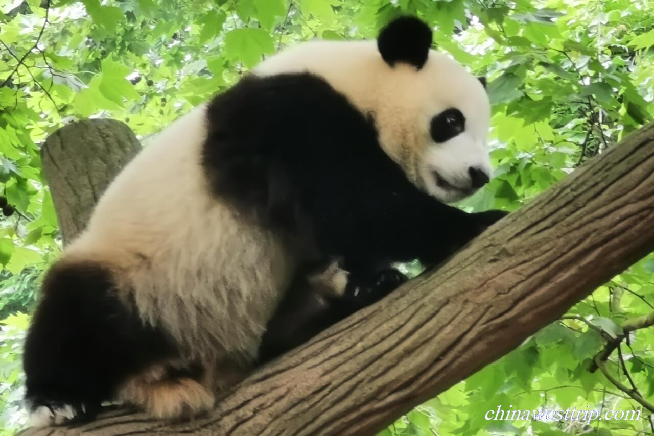 A 18-month Old Giant Panda