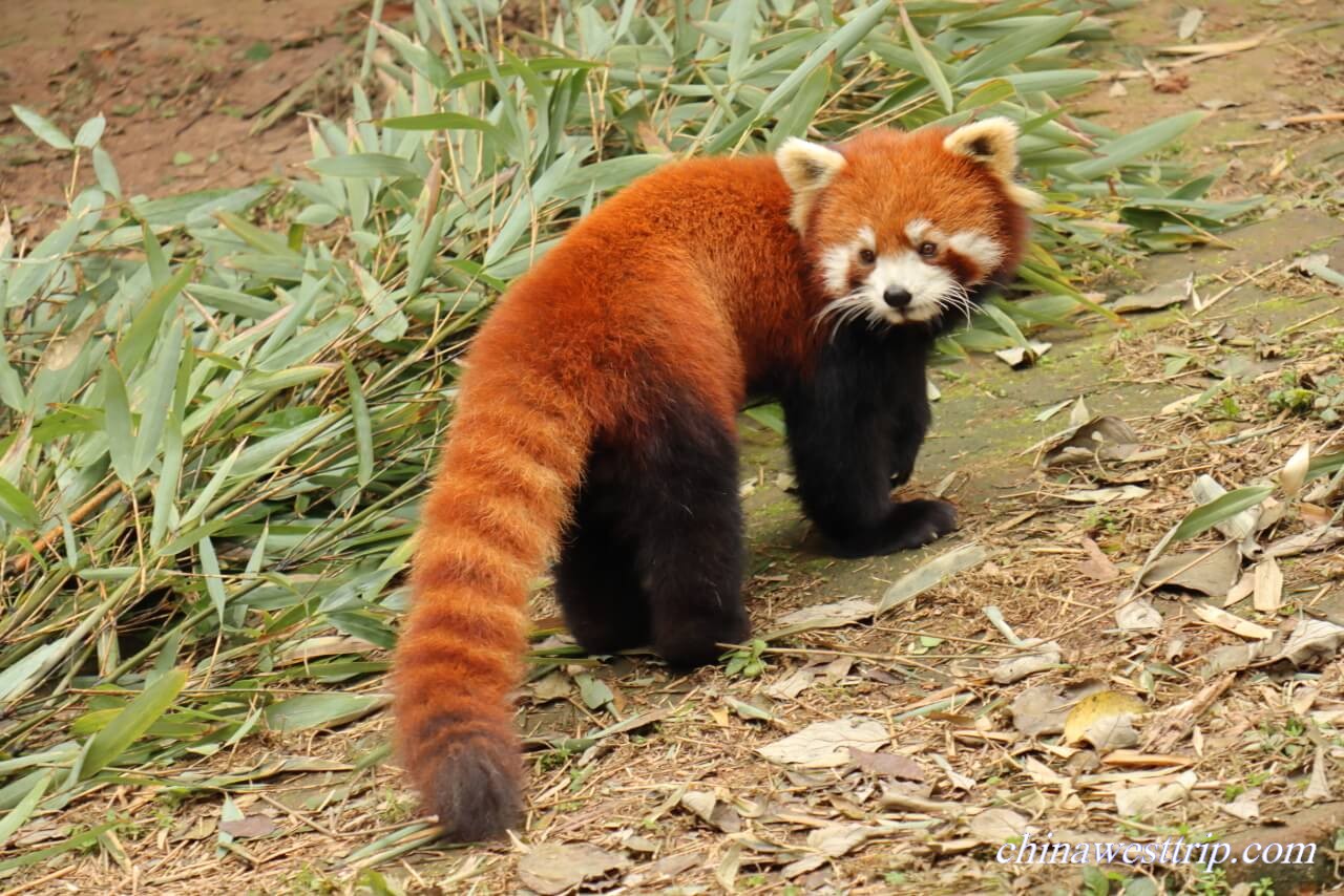 Red Panda