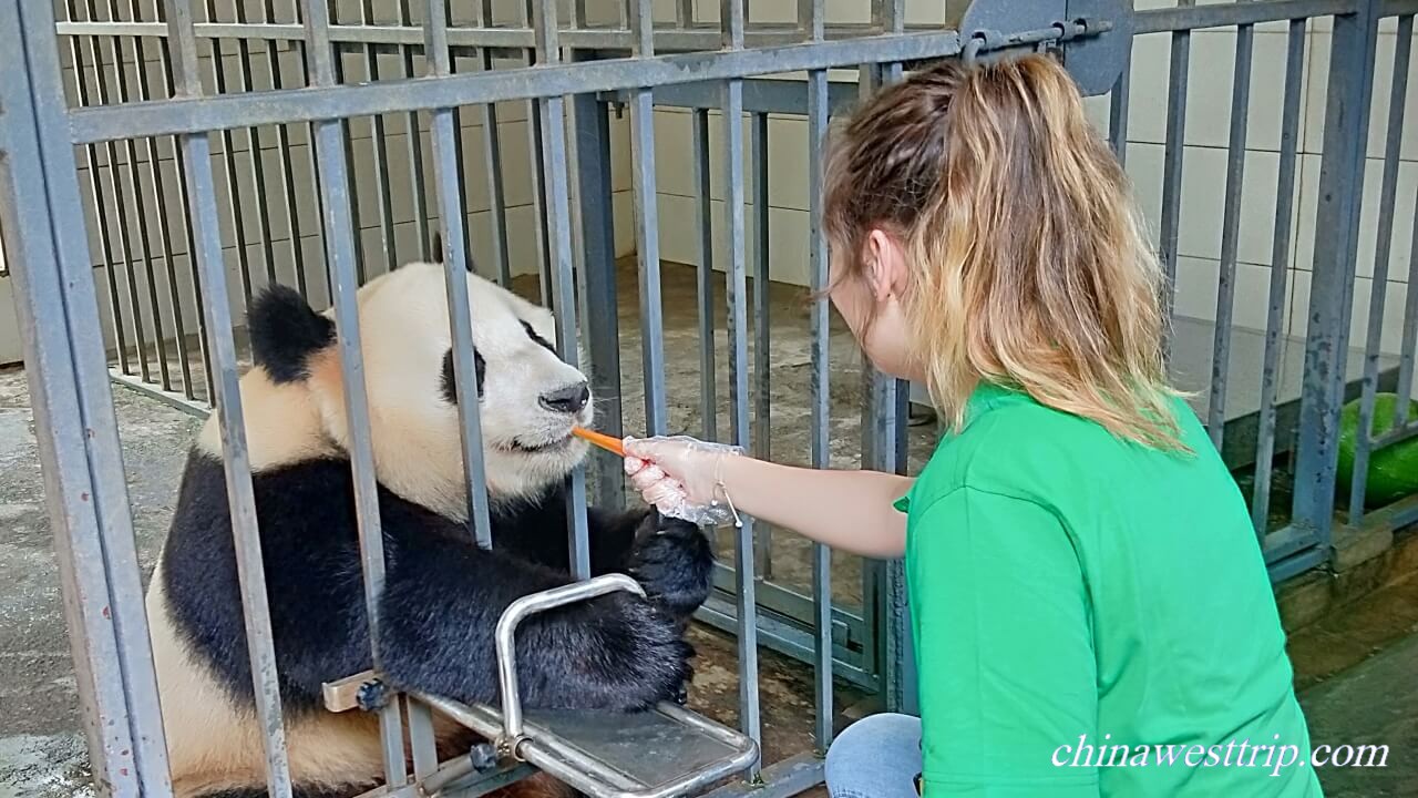 Dujiangyan Panda Base001-1.JPG