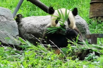 Three-day Panda Volunteer Program and Chengdu Highlights Tour
