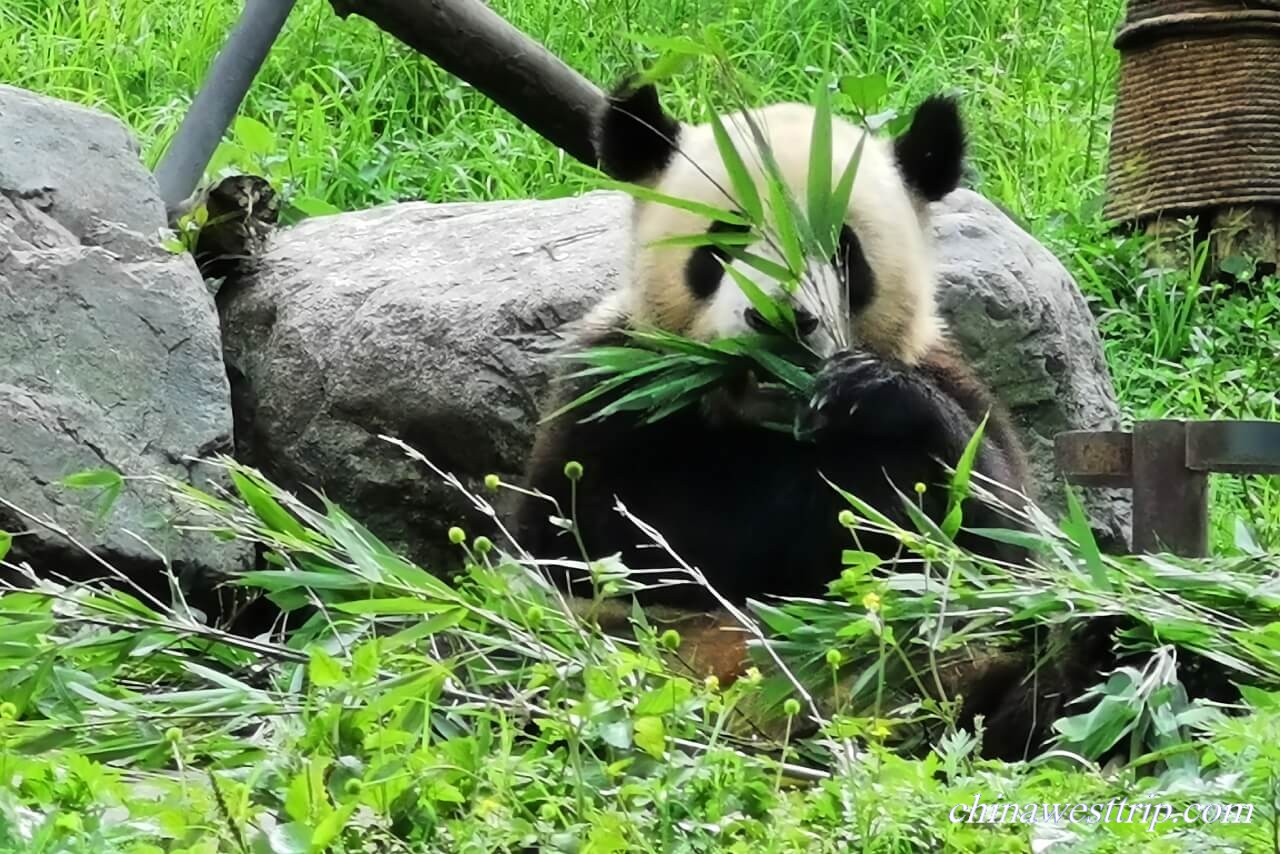 Dujiangyan Panda Base