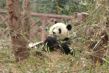 Bifeng Valley and Ya’an Panda Base