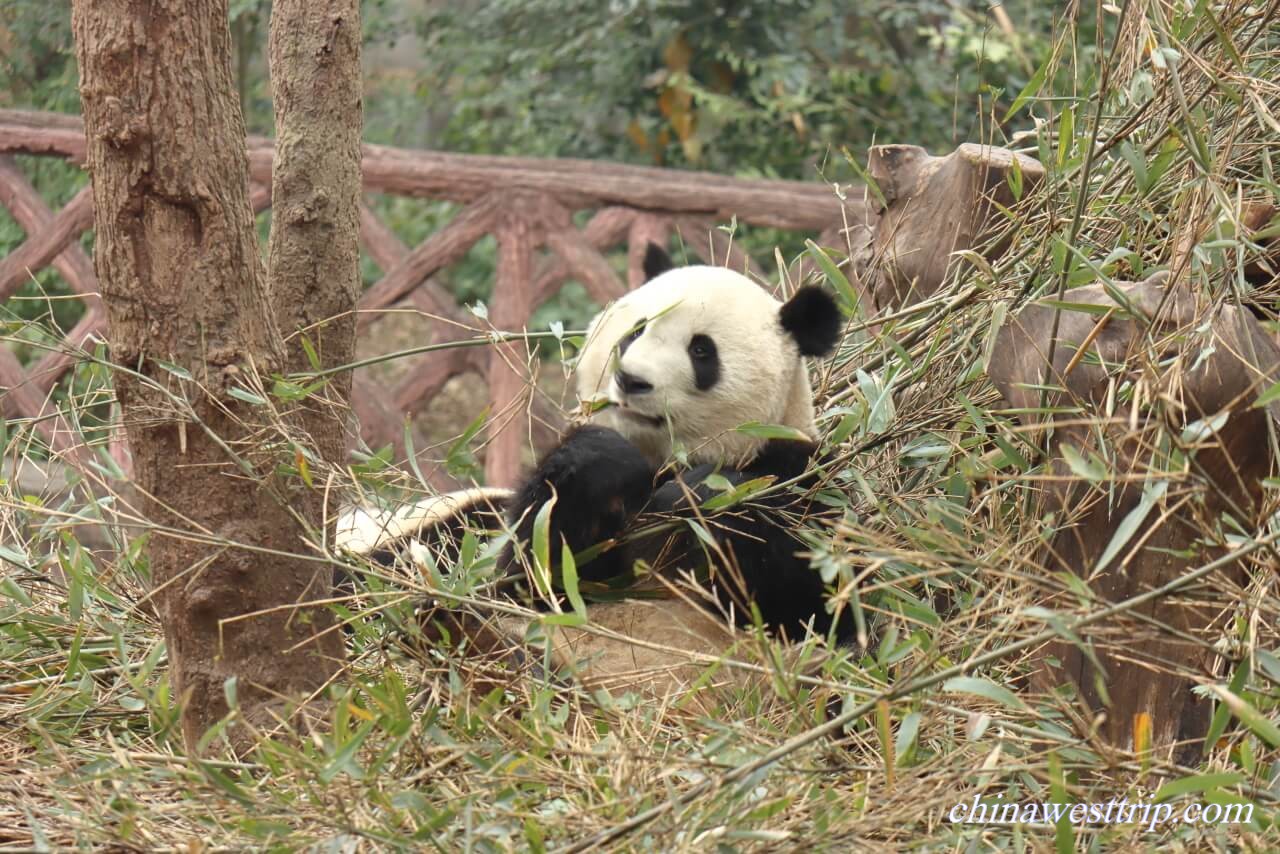 Giant Panda