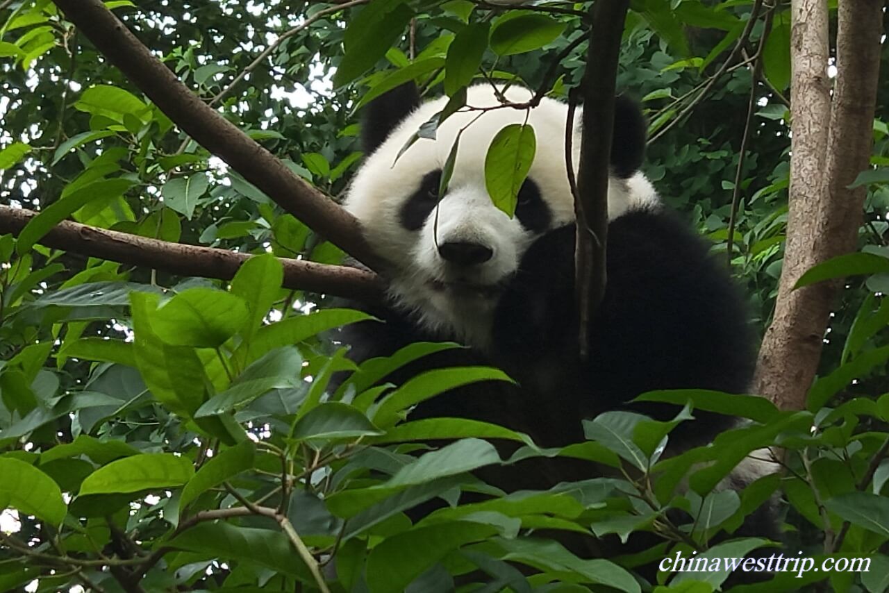 Chengdu Giant Panda Base