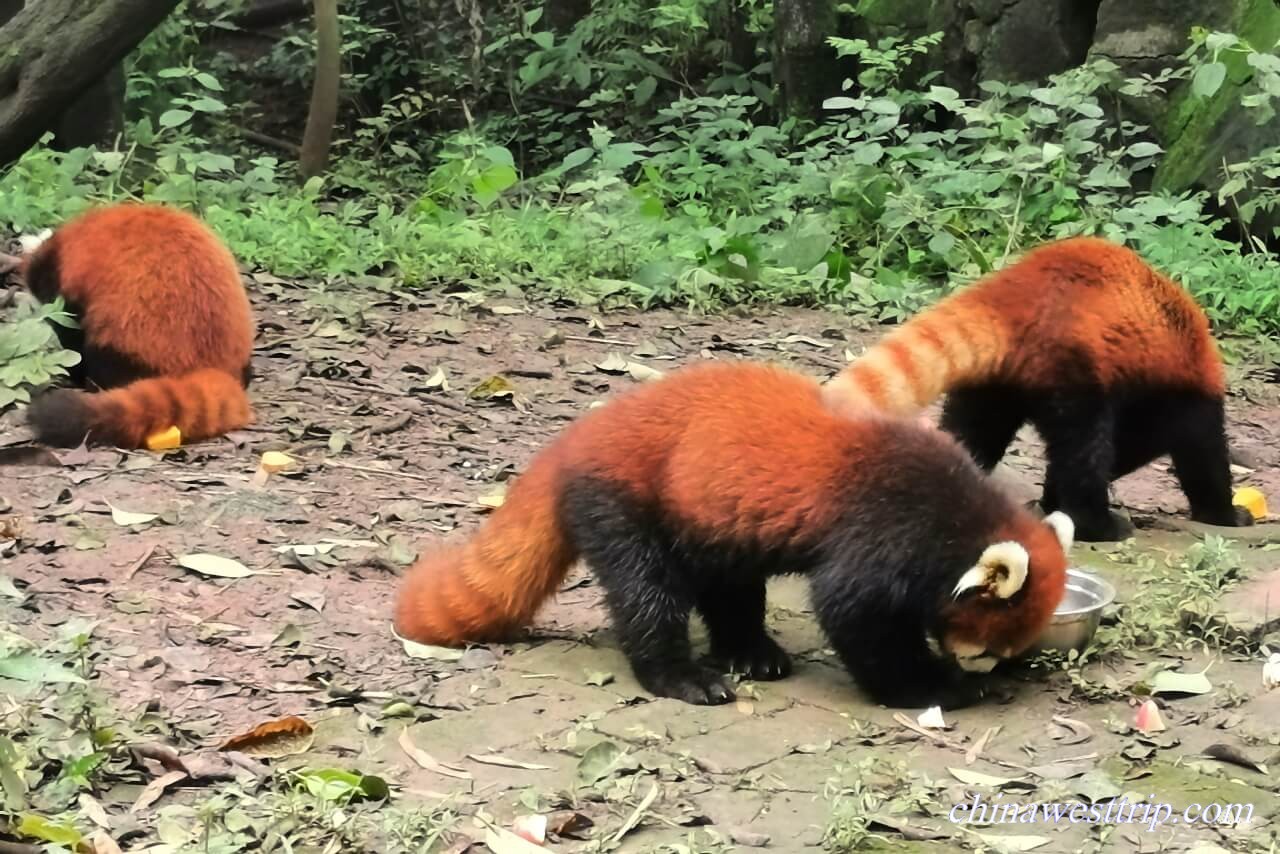 Red Panda House Chengdu
