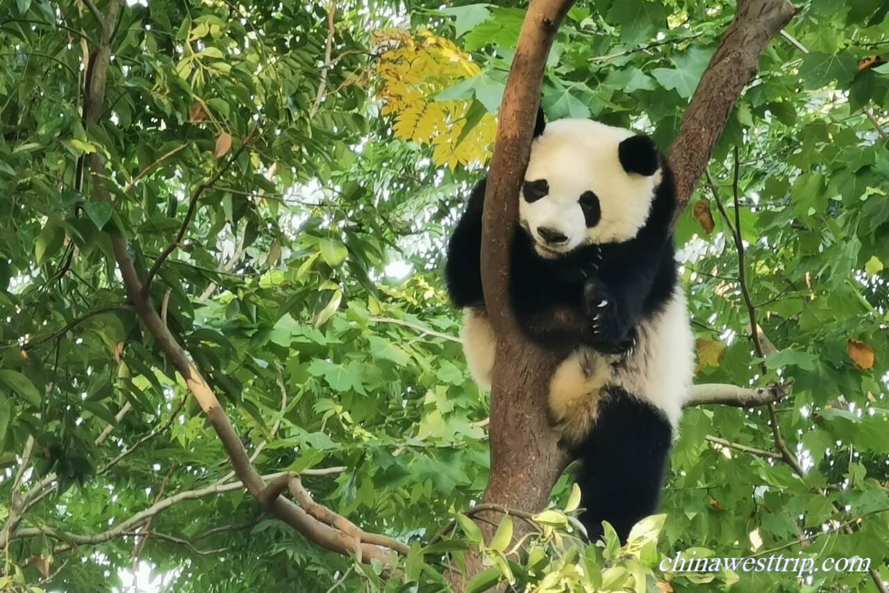 Chengdu Giant Panda Base