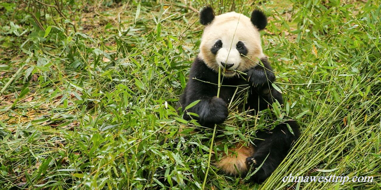 Giant Panda005a.JPG