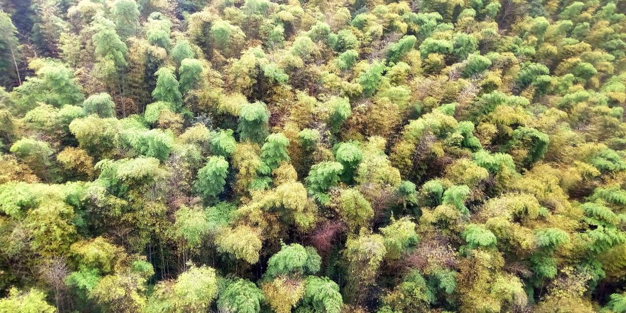 Shunan Bamboo Forest001a.JPG