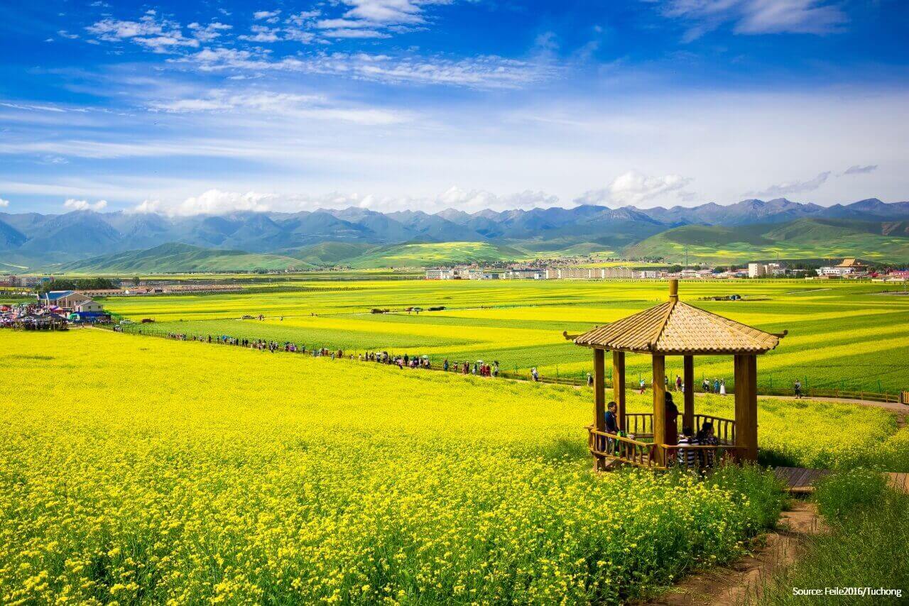 Menyuan Oilseed Fields