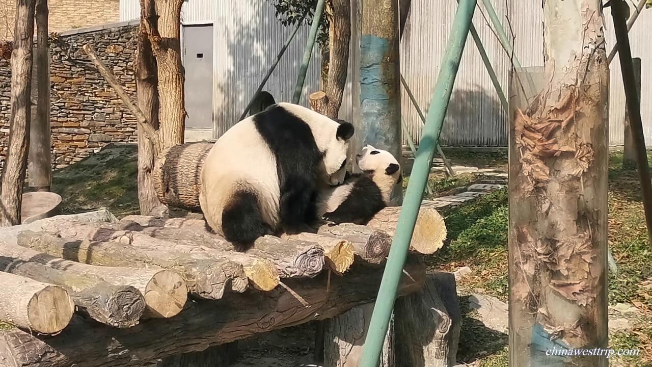China Giant Panda Protection and Reseach Center