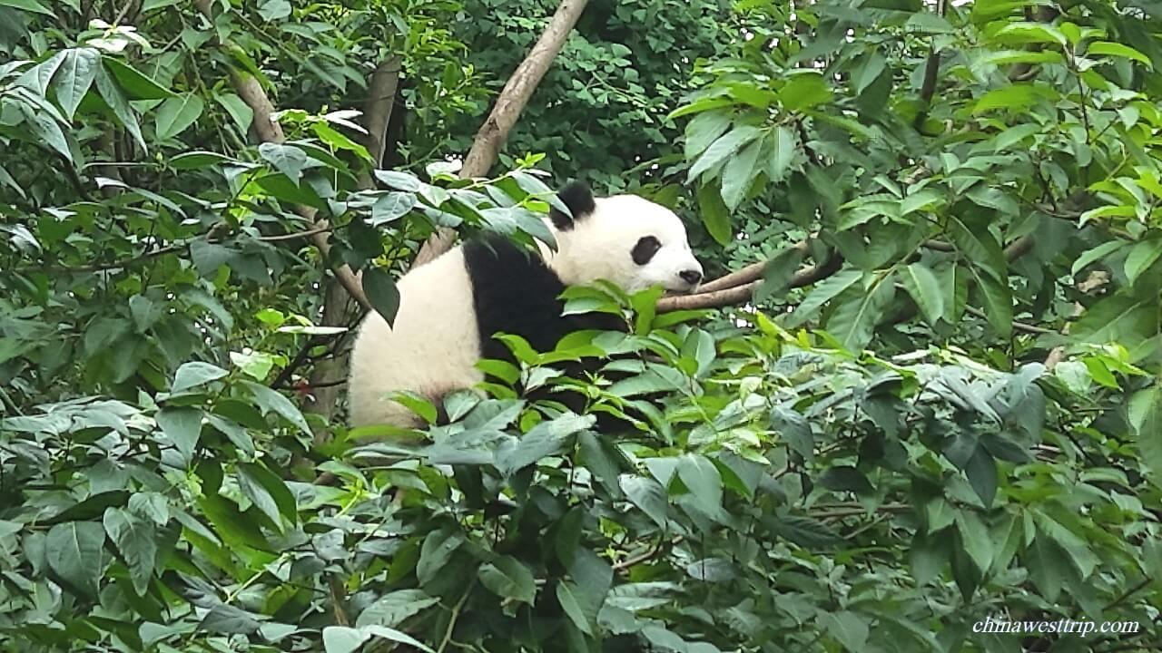 Wolong Nature Reserve