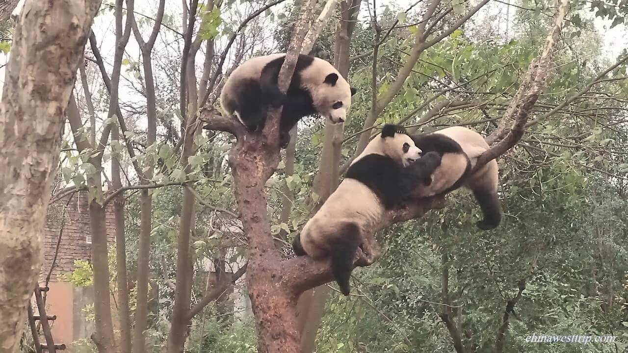 Wolong Nature Reserve006W.jpg