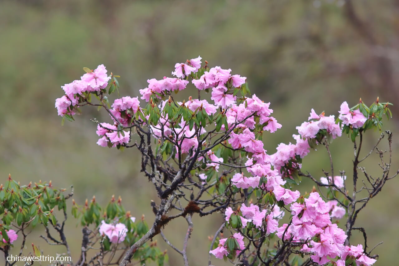 Alpine Rhododendron