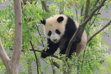 Dujiangyan's Panda Park
