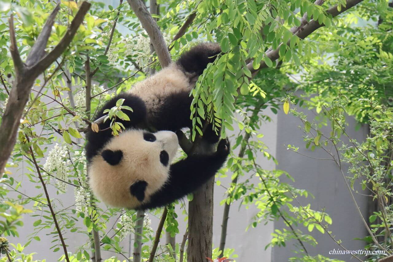Panda Park