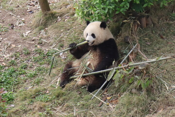 Panda Valley