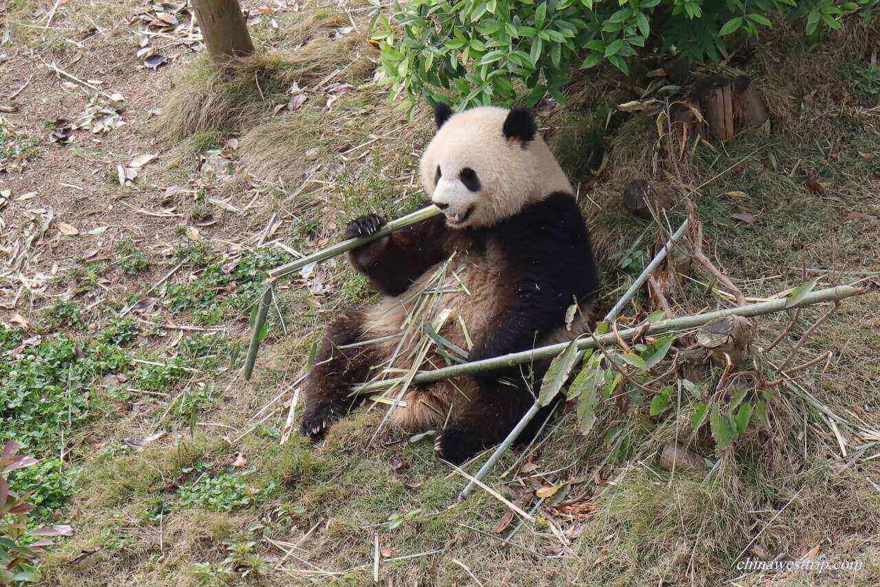 Dujiangyan's Panda Valley