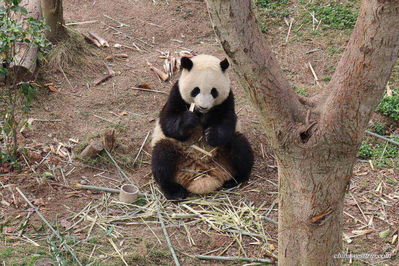 Dujiangyan's Panda Valley